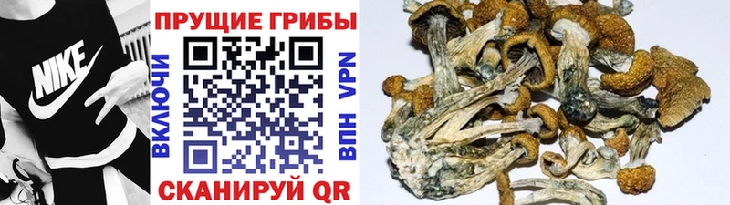 цены kraken онион Псилоцибиновые грибы мухоморы Покровск